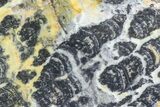 Columnar Stromatolite (Asperia) From Australia - Proterozoic #76198-1
